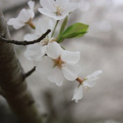 Cherry Blossom