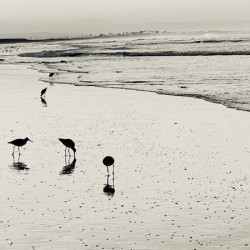 Sandpipers