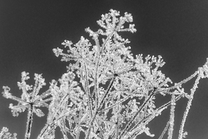 Natures glitter