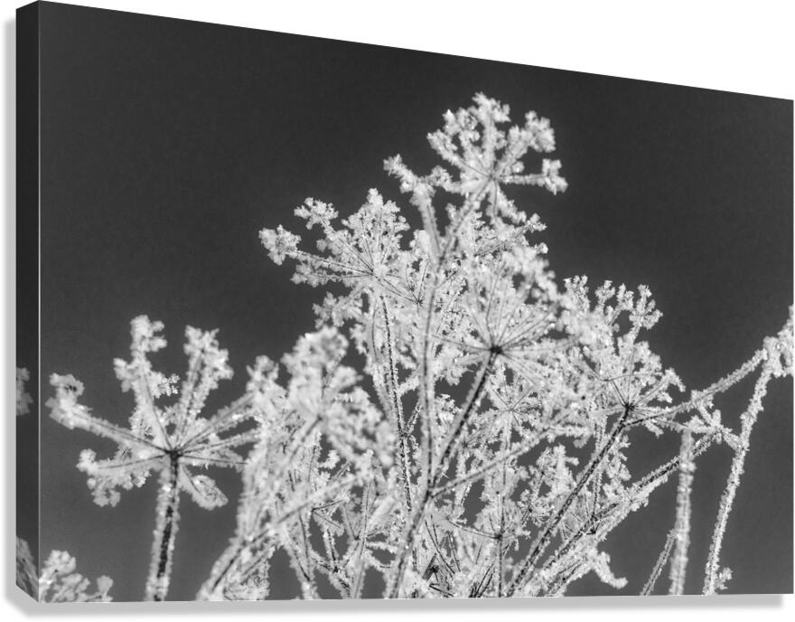 Natures glitter Canvas Print