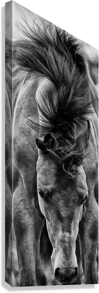 Ondulation Canvas Print