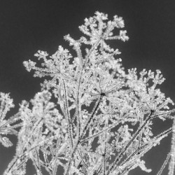 Natures glitter