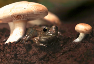 Shroom Life Print