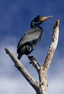 Double Crested Cormorant