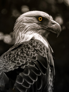 Raptors Gaze