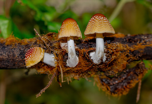 Shroom Sunday