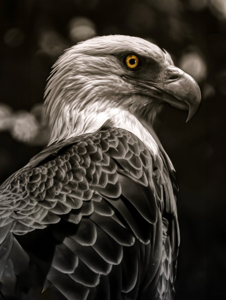 Raptors Gaze Print