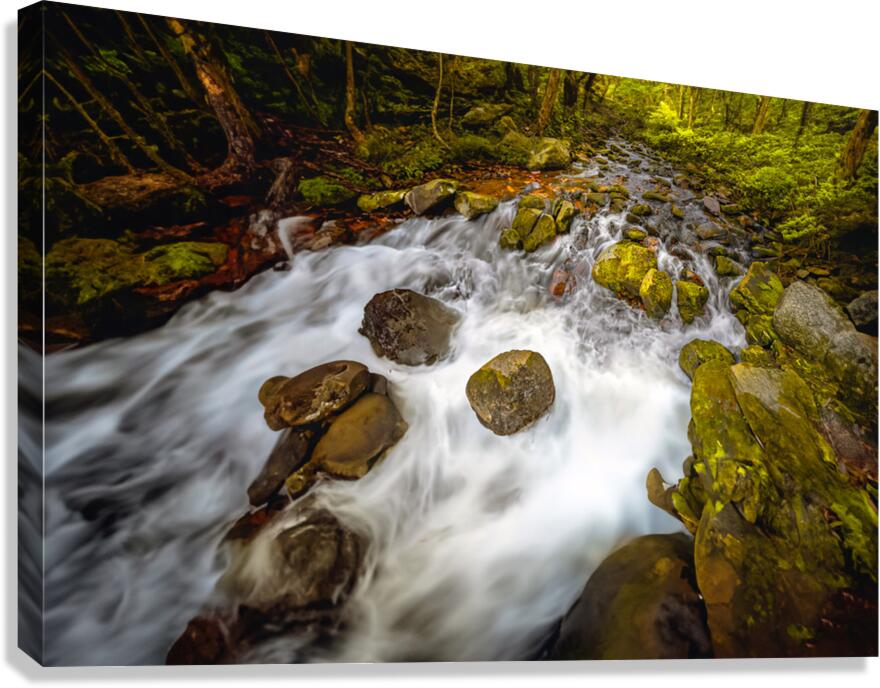 Stream Play Canvas Print