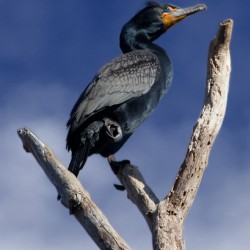 Double Crested Cormorant