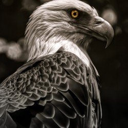Raptors Gaze