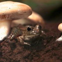 Shroom Life