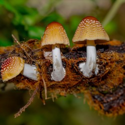 Shroom Sunday