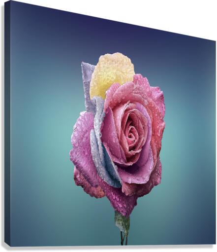 Rose Flower Canvas Print