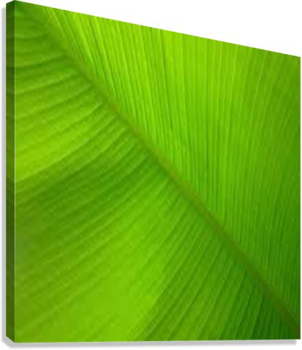 banana leaf Canvas Print