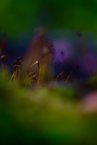 Sprout