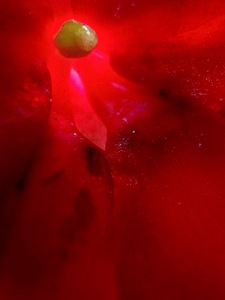 The Seed