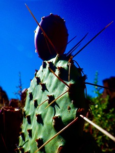 Chaco