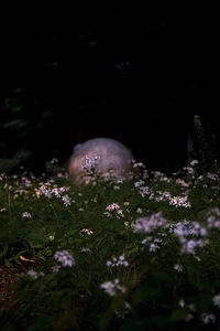 Emergence