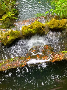Williston Cedar falls