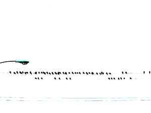 Blue with Online Birds