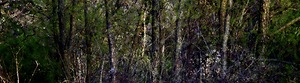 Tree Line