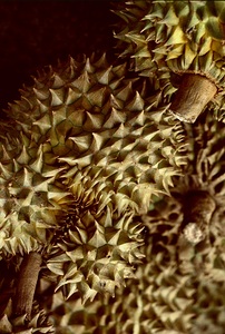 Chang Mai VII