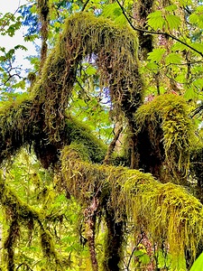 Silver Falls II