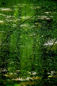  CRP