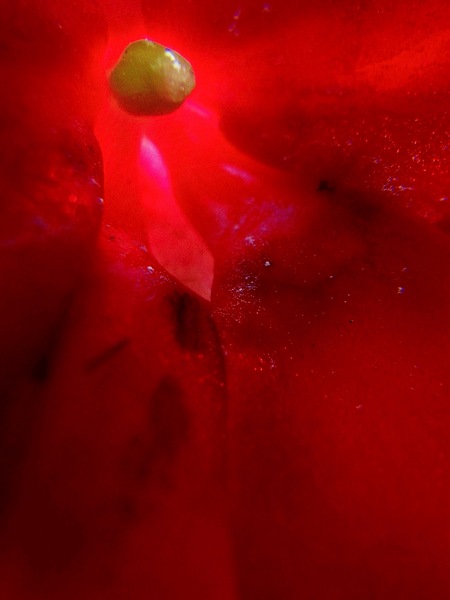 The Seed by Lot10T
