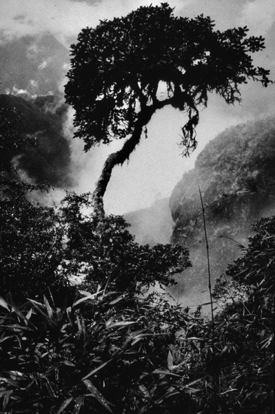 INCA Trail Tree by Lot10T