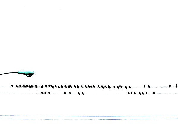 Blue with Online Birds by Lot10T