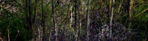 Tree Line Print