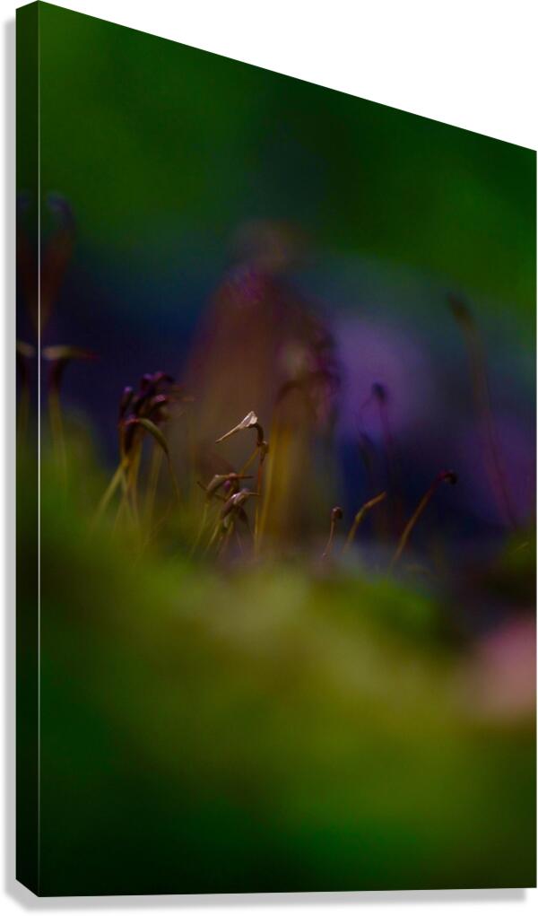 Sprout Canvas Print