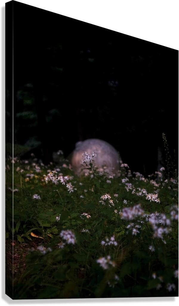 Emergence Canvas Print