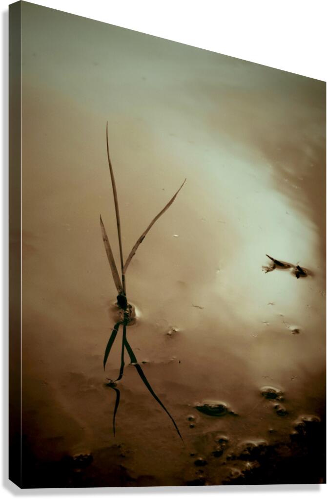 Growth Canvas Print