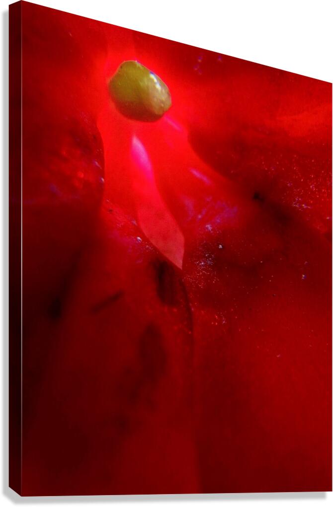 The Seed Canvas Print