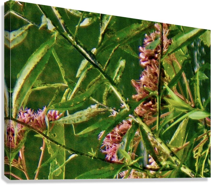 FPISH Canvas Print