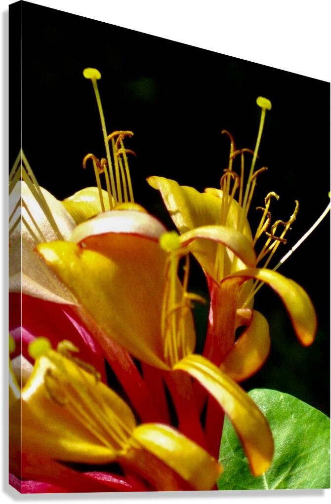 Orr S Canvas Print