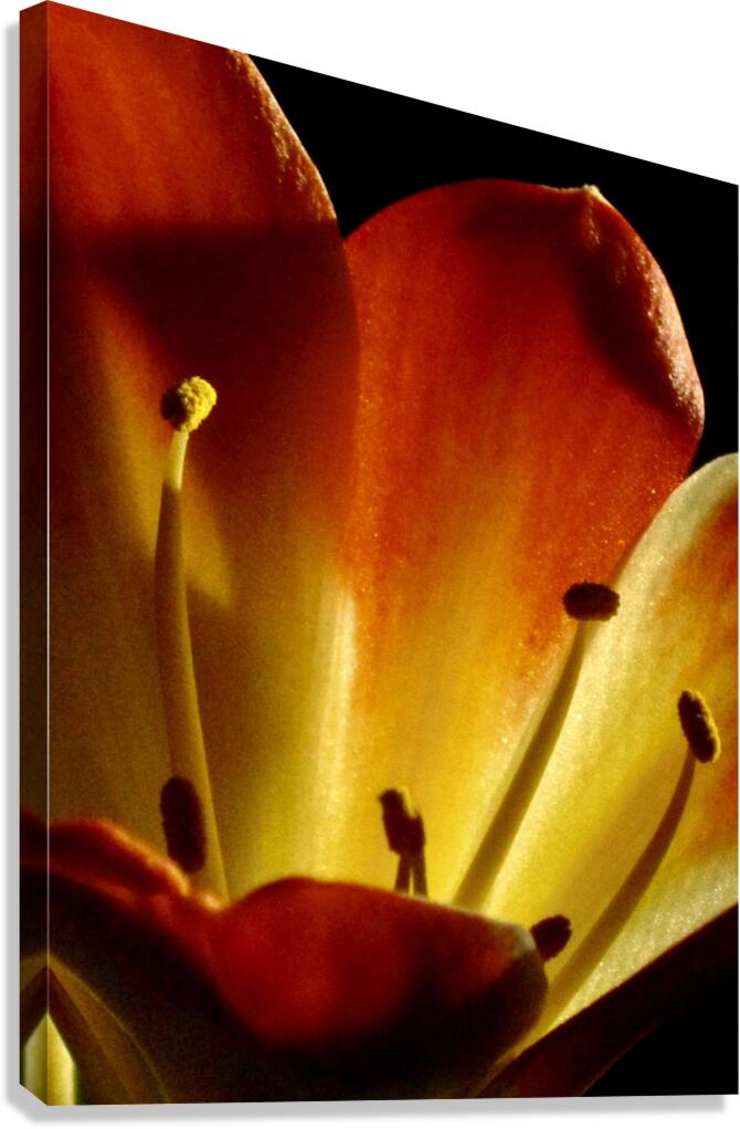 FM Canvas Print