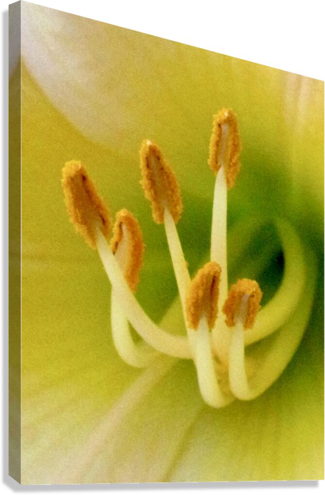 OIFI Canvas Print