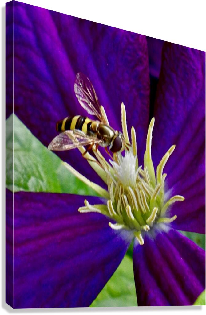 LNH Canvas Print