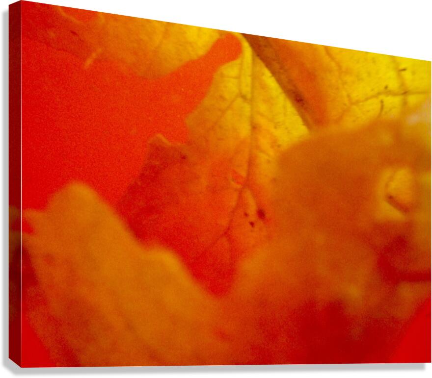 GLBWW Canvas Print