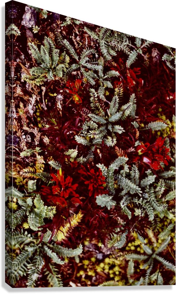 Wayta Canvas Print