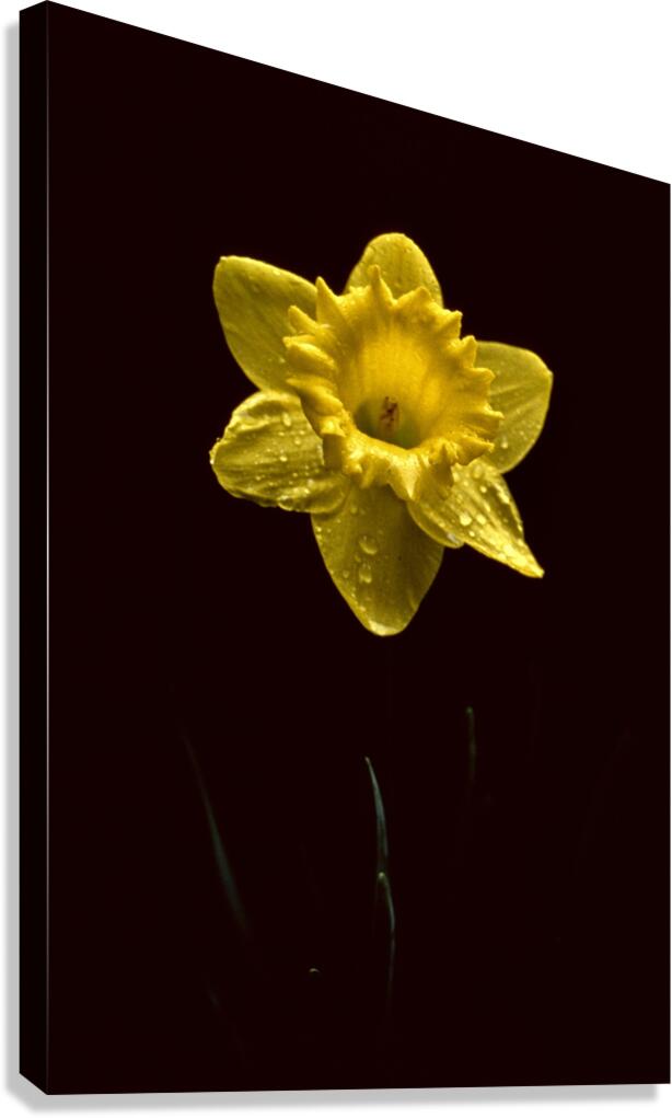 MAAICF I Canvas Print