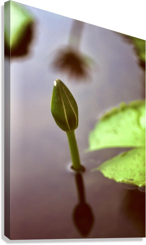 BKKRPF Canvas Print