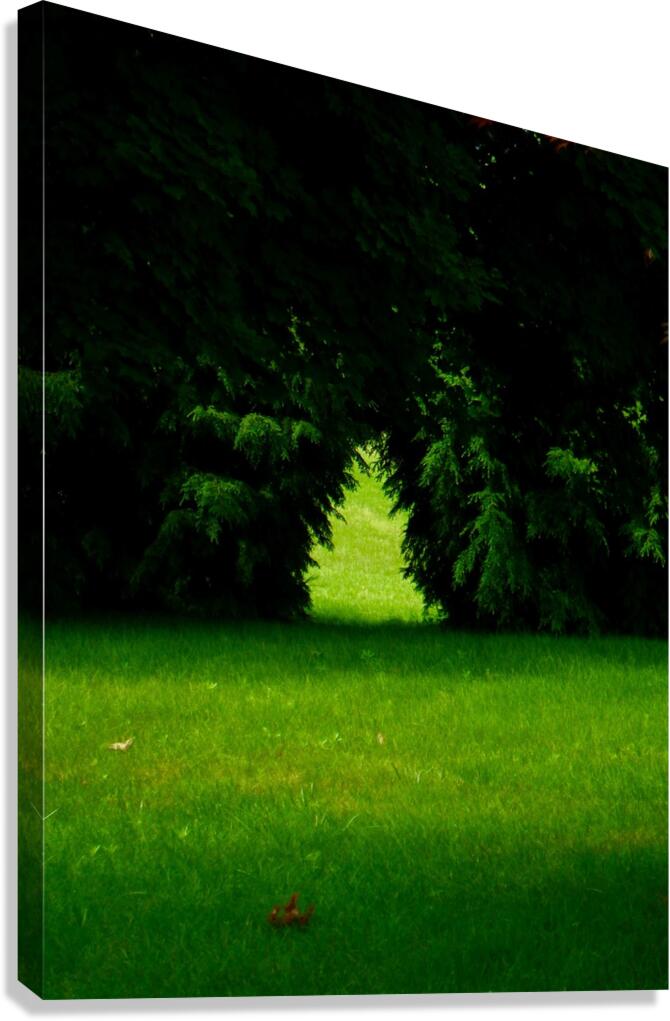 Coyote Tree Canvas Print