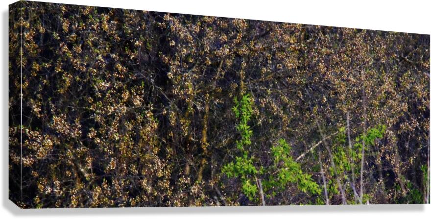 PIF Canvas Print