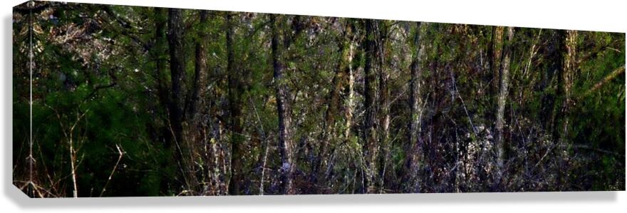 Tree Line Canvas Print