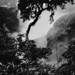 INCA Trail Tree