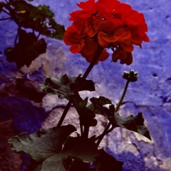 LPFLOR I